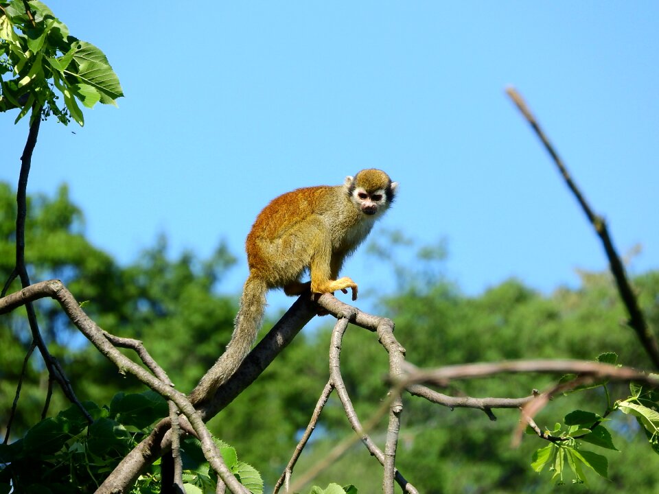 Malpovití scebidae monkey on the tree