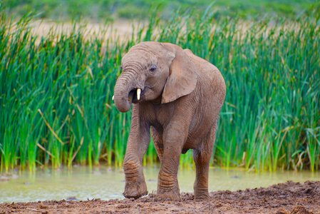 South africa addo national park young elephant photo