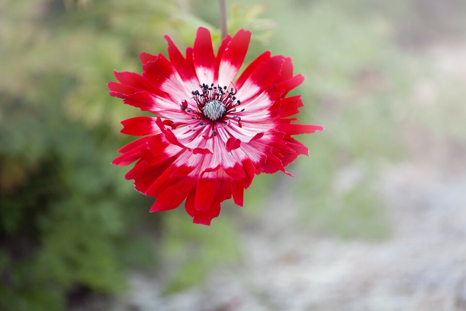 Red flower red anemone blossomed