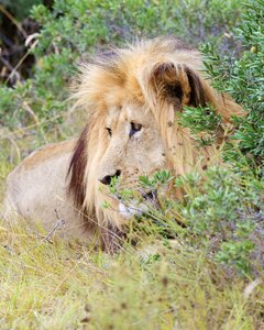 Lion south africa addo national park