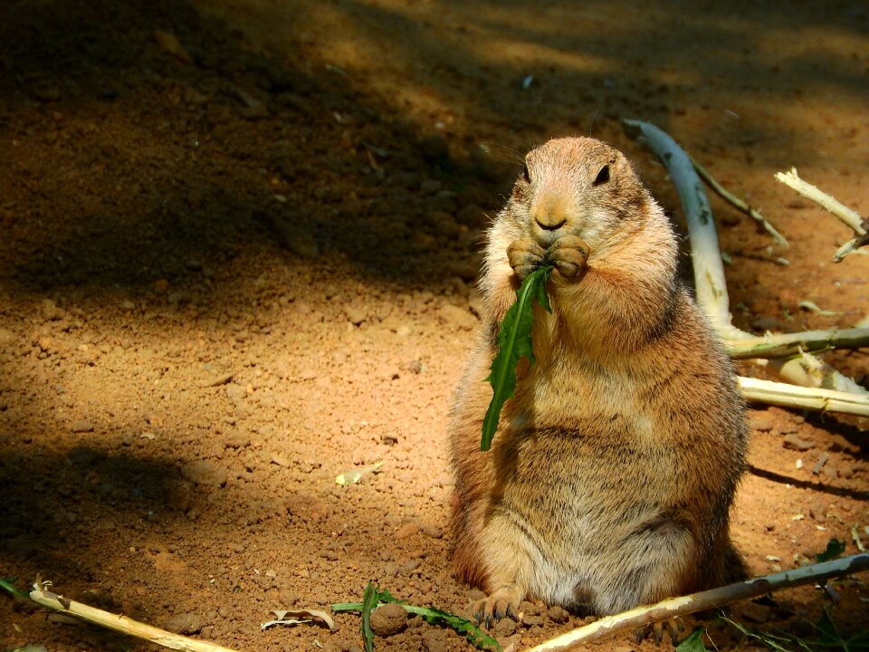 North american fauna rodents holding food