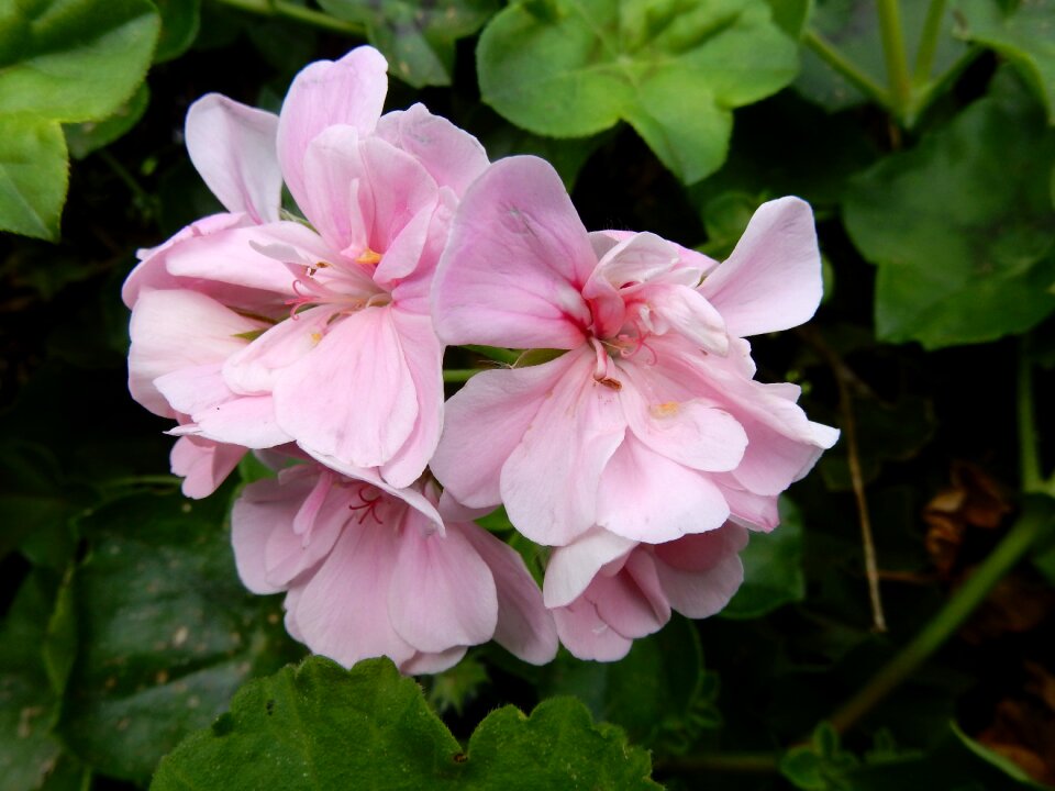 Nature garden flora