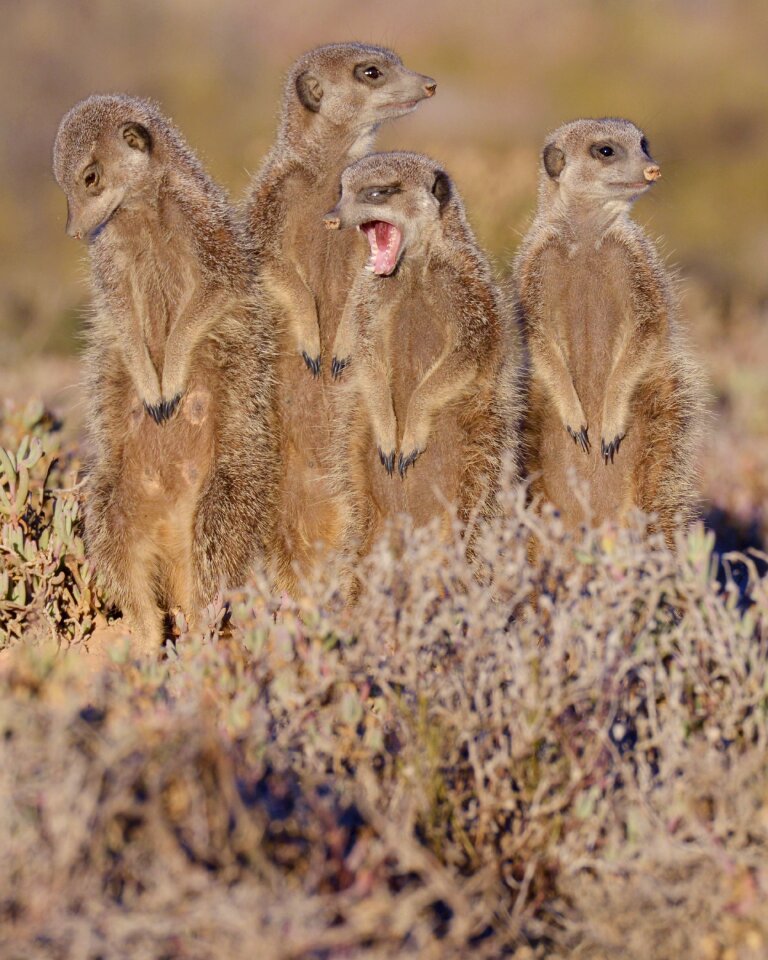 Meerkat south africa outshoorn