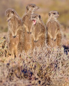 Meerkat south africa outshoorn