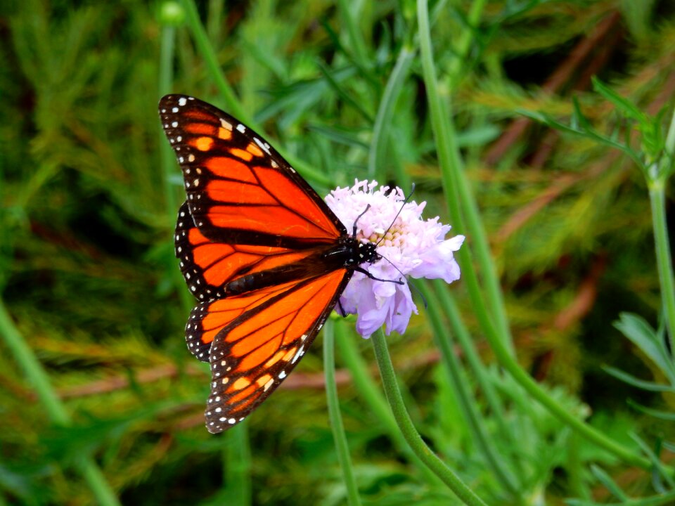 Nature summer spring