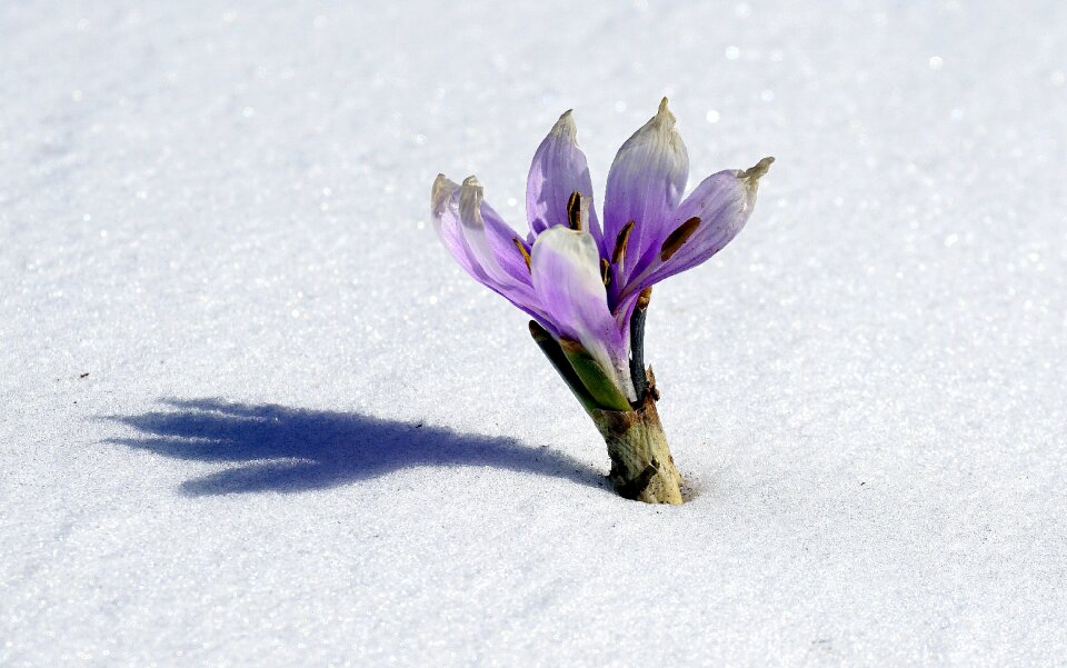 Cold nature flowering