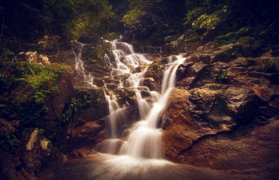 Forest tourism nature