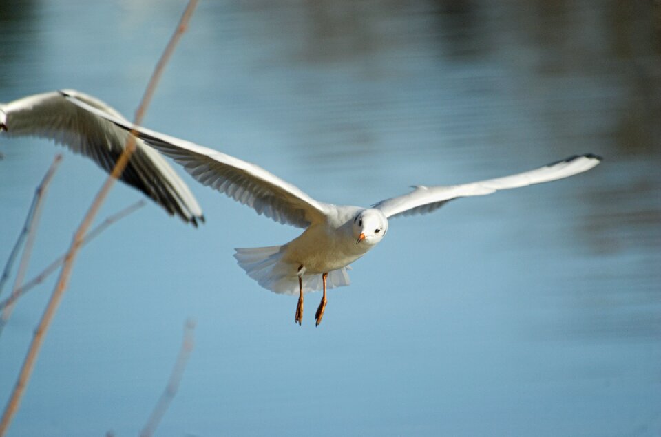 Flying flight seevogel