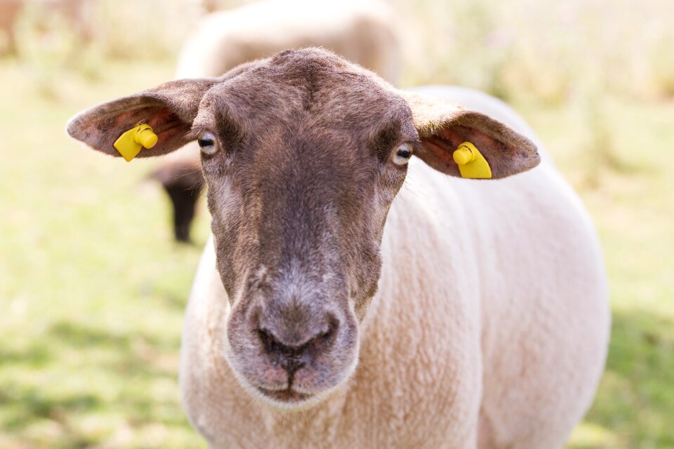 Nature lamb pasture