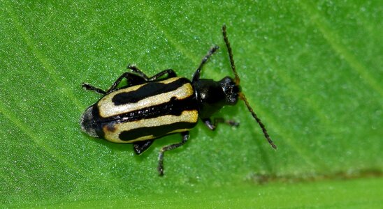 Bug insect alligatorweed