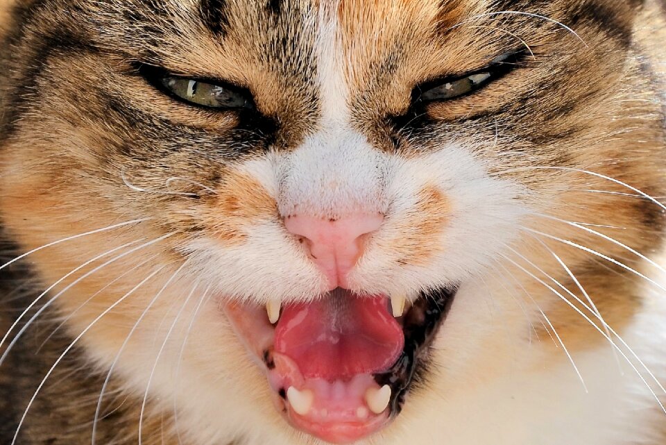 Eyes teeth open mouth