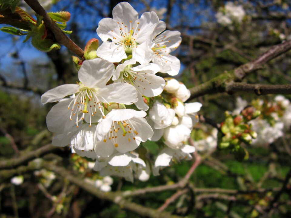 Blossom bloom bloom