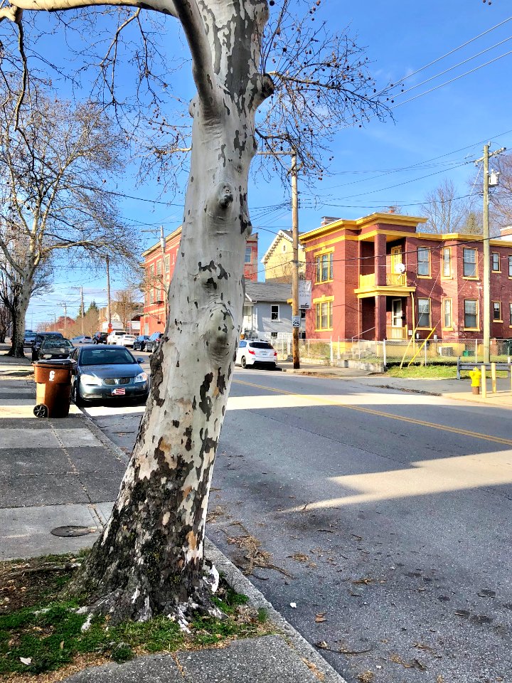 Russell Street, Seminary Square, Covington, KY 