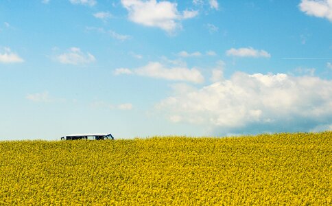 Yellow landscape field