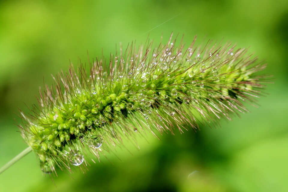 Abstract plants forest