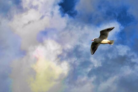Sky seagull wings photo
