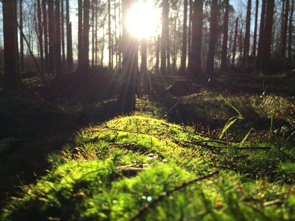 Grass sunlight sun photo