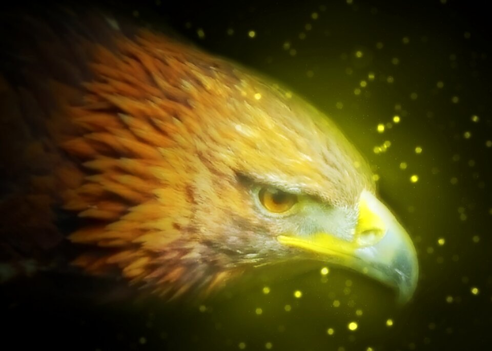 Eye feathers bird