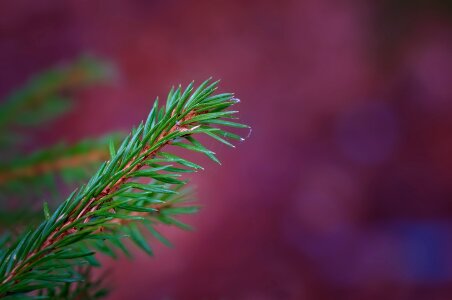 Needles green spruce