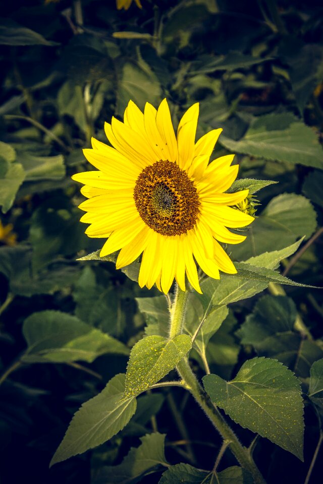 Close up yellow helianthus