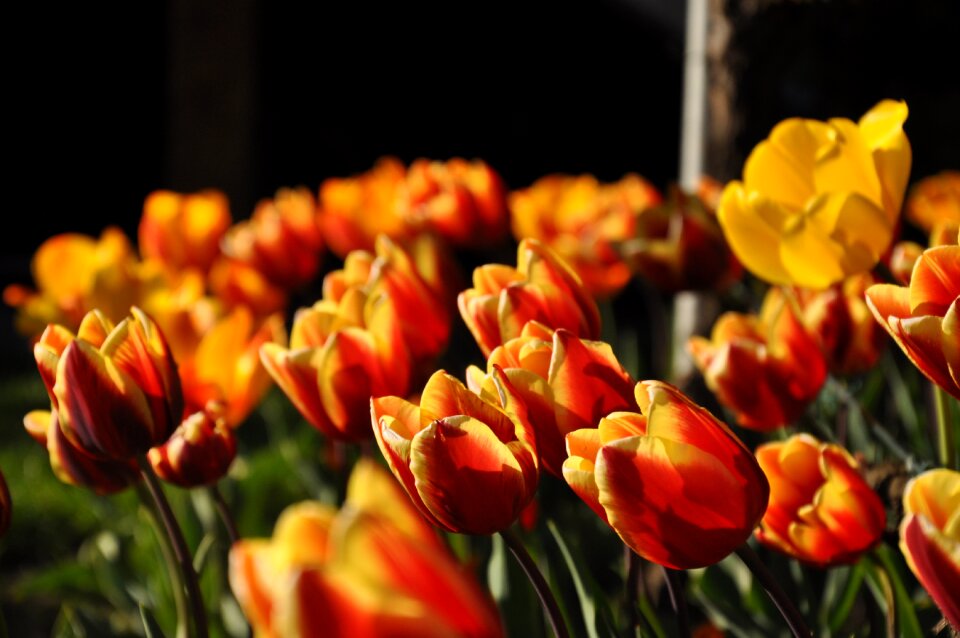 Red spring flowers