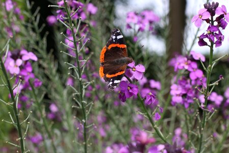 Nature spring summer