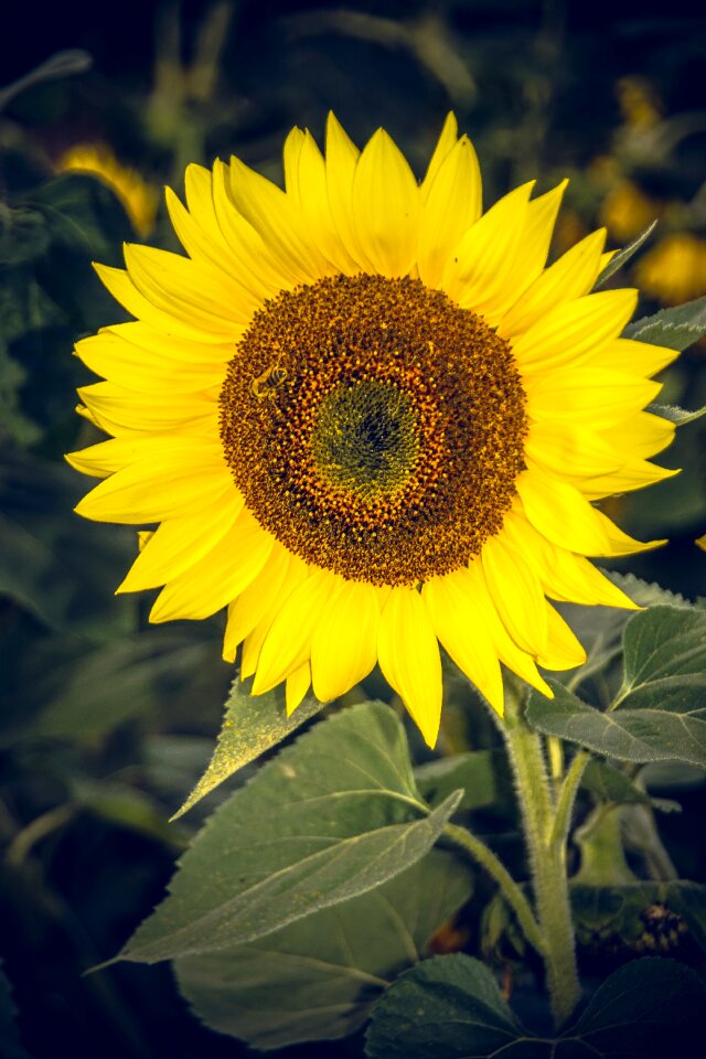 Close up yellow helianthus