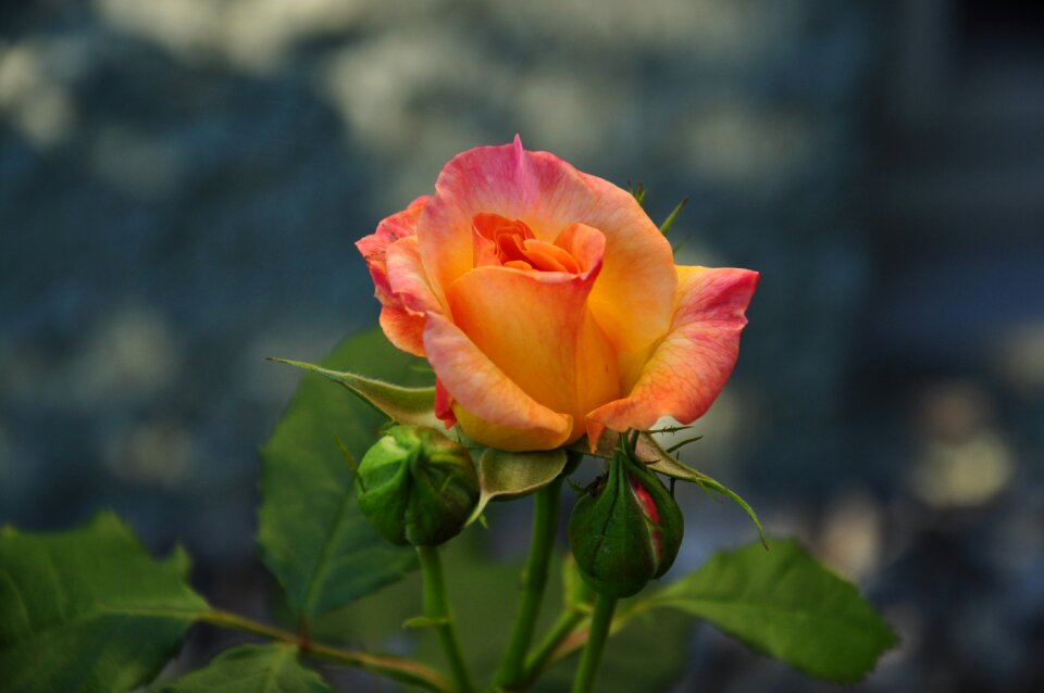 Bloom bud rose bloom