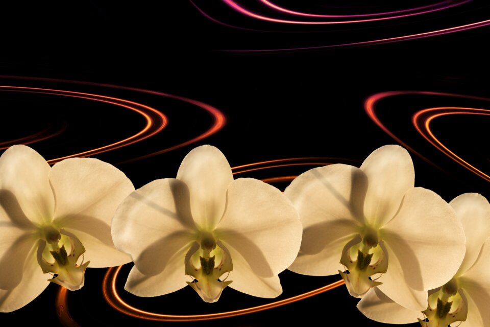 Blossom bloom white