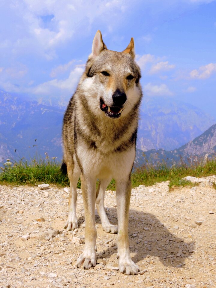 Mountain wolf landscape