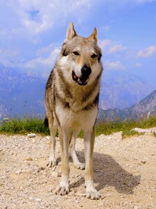 Mountain wolf landscape