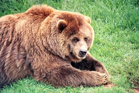 Brown wildlife grizzly photo