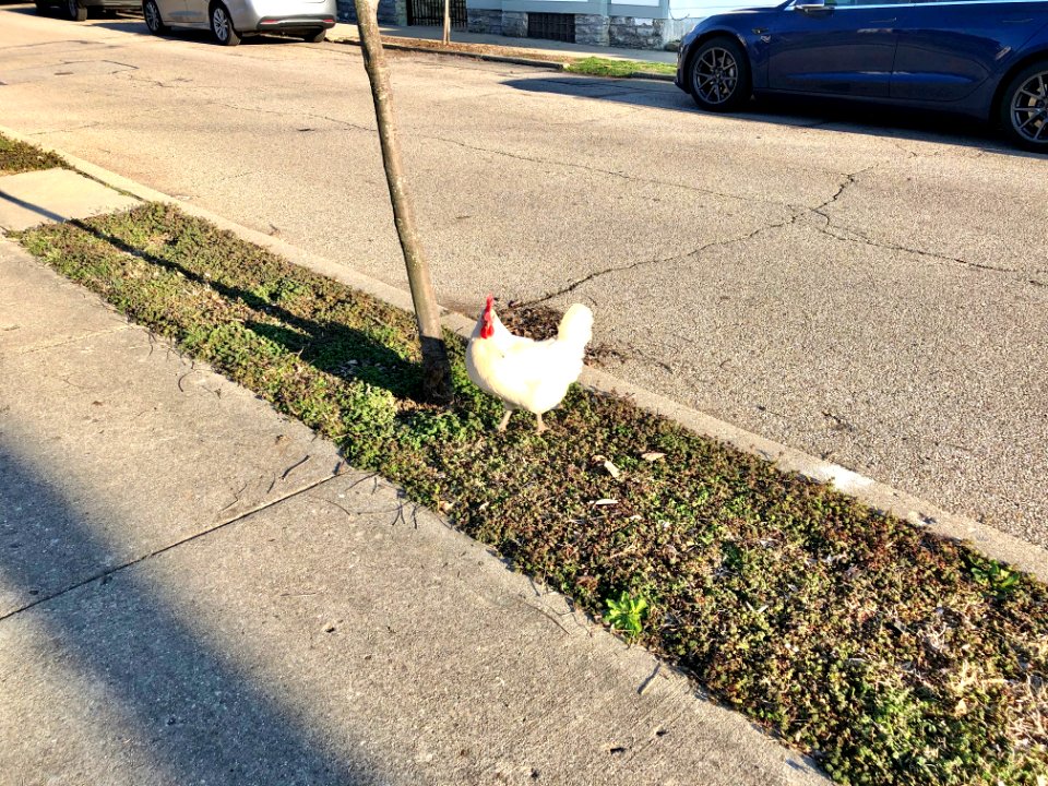 Rooster, Orchard Park Community Garden, Orchard Street, We… 