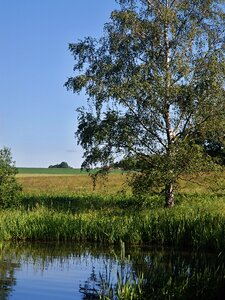 Landscape trees nature