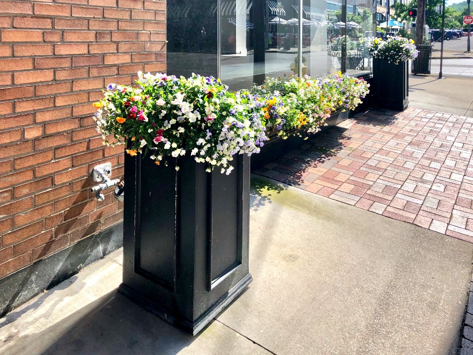 Flowers, 7th Street, Covington, KY 