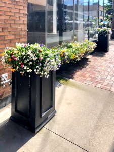 Flowers, 7th Street, Covington, KY 