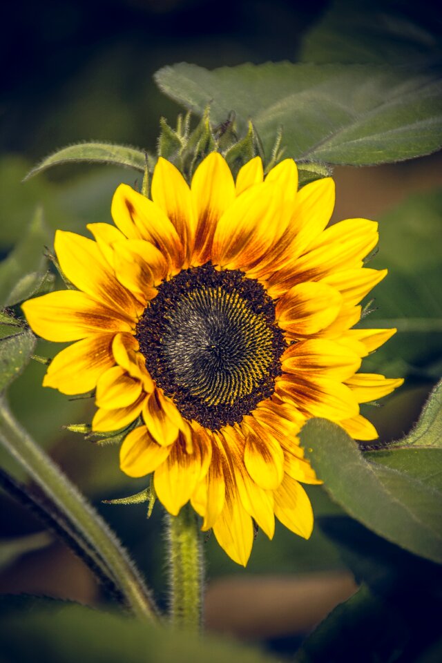 Close up yellow helianthus