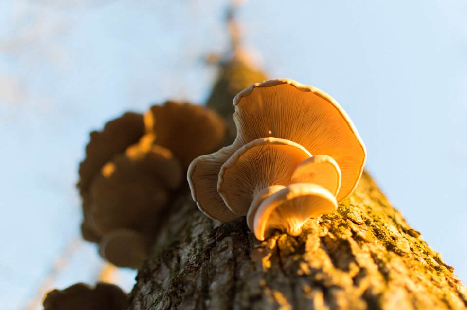 Tree nature mushroom