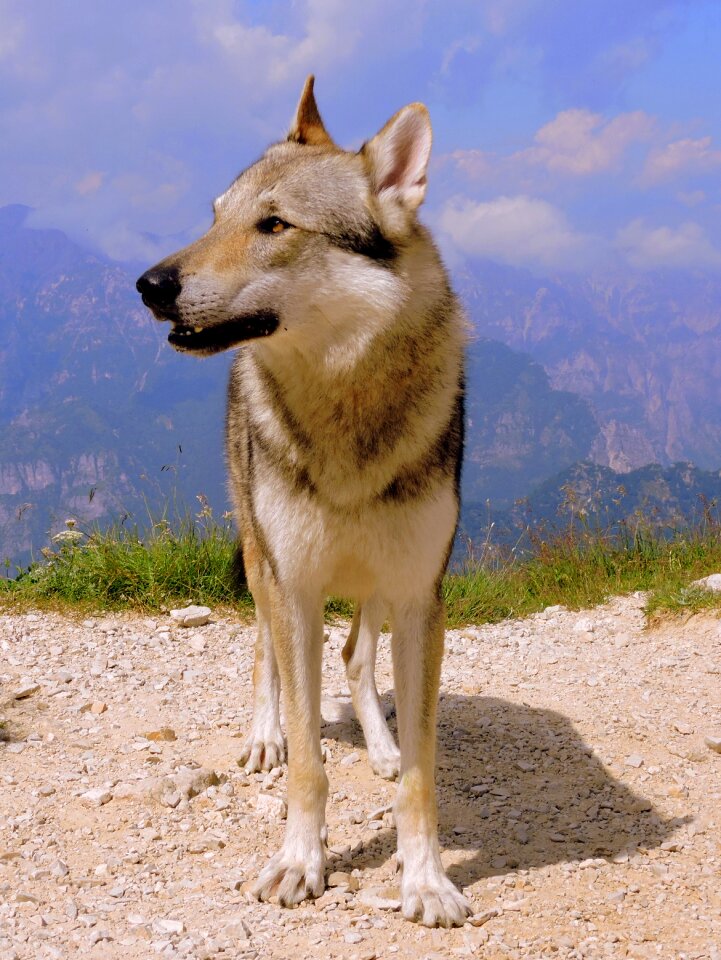 Mountain wolf landscape