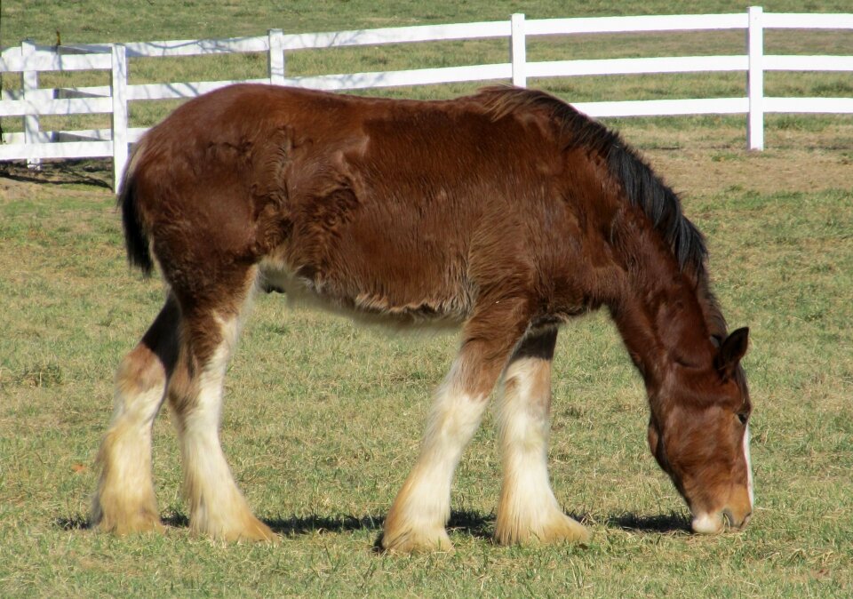 Young grazing pasture