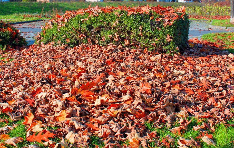 Nature autumn forest chestnut leaves