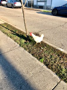 Rooster, Orchard Park Community Garden, Orchard Street, We… 