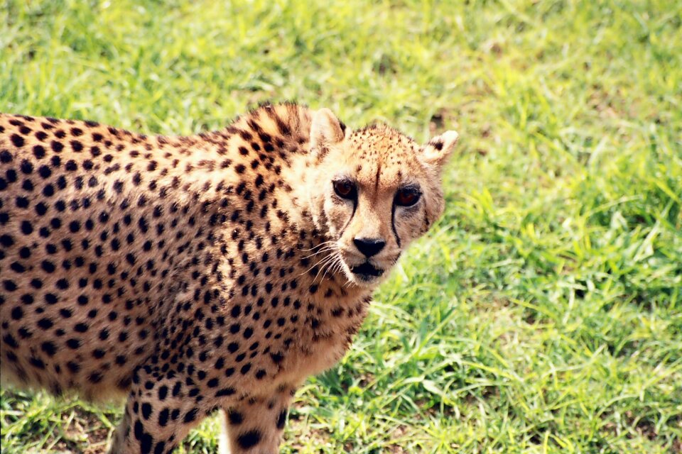 Predator cat africa