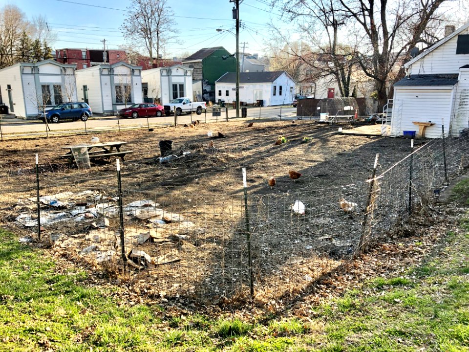 Orchard Park Community Garden, Orchard Street, Westside, C… 