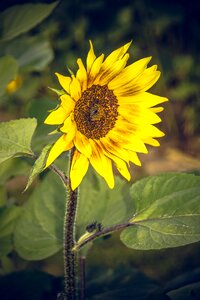 Close up yellow helianthus photo