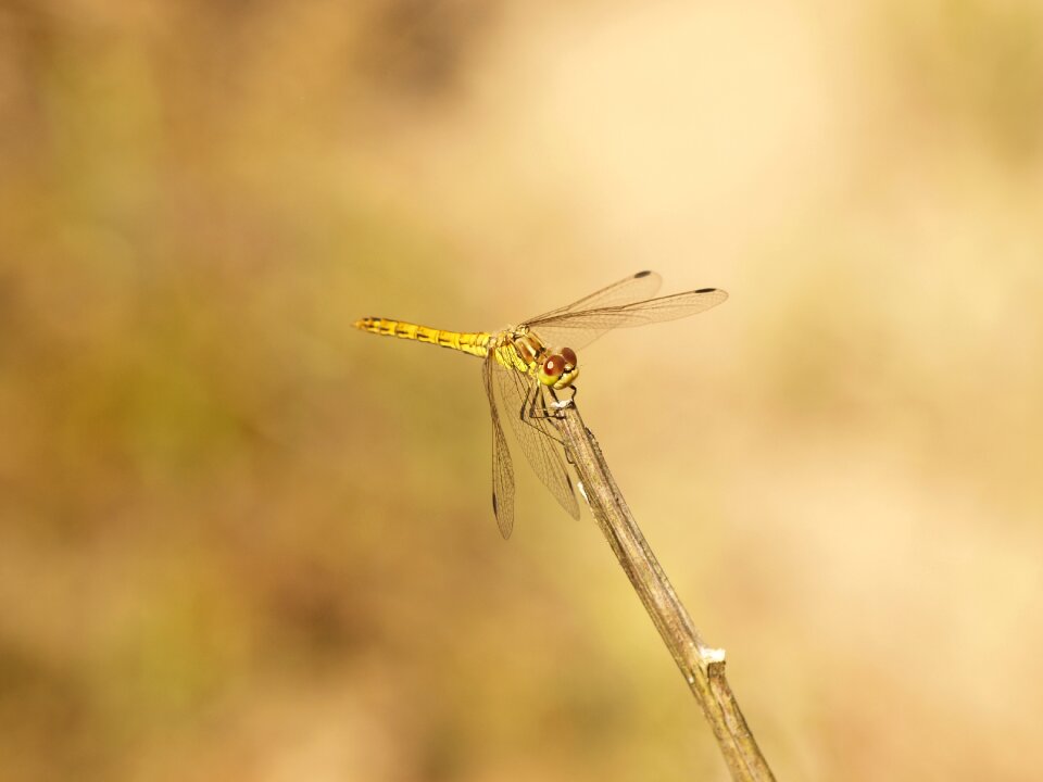 Nature macro animals