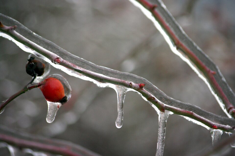 Icing landscape frost