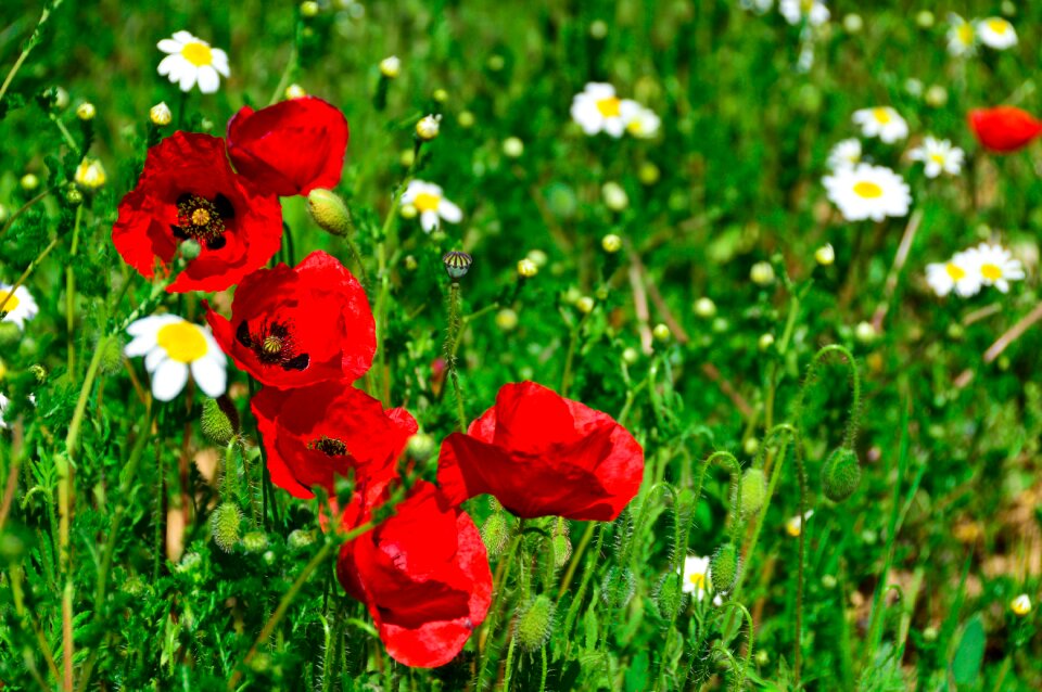 Wild spring deep red