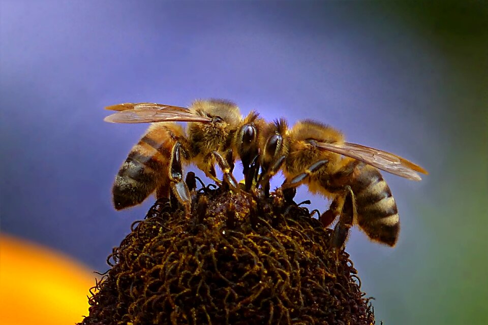 Bee honey bee apis