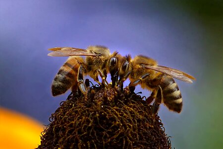 Bee honey bee apis photo